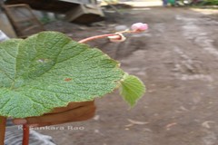 Begonia phrixophylla